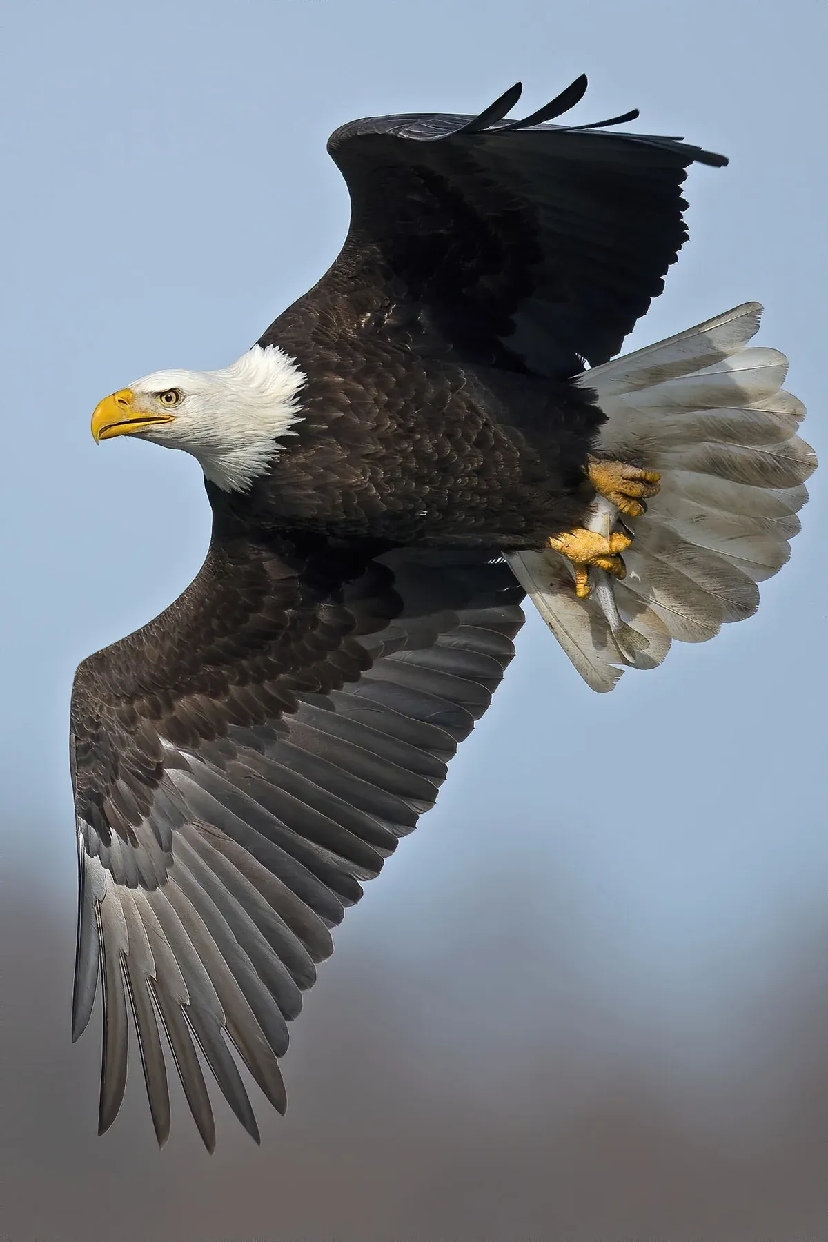 An eagle soaring with open wings, the symbol behind SOAR